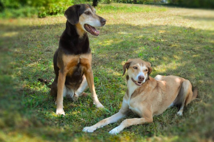 Junghundekurs bei Lenny's Lerntreff - Die freundliche Hundeschule mit Herz
