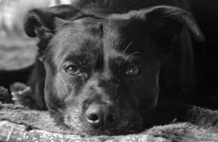 Hundefotografie bei Lenny’s Lerntreff - Die freundliche Hundeschule mit Herz 