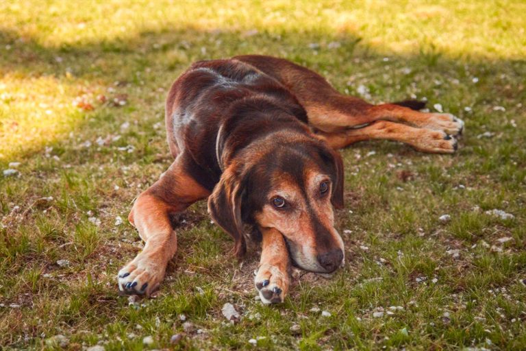 Longieren lernen mit Lenny‘s Lerntreff - Die freundliche Hundeschule mit Herz.