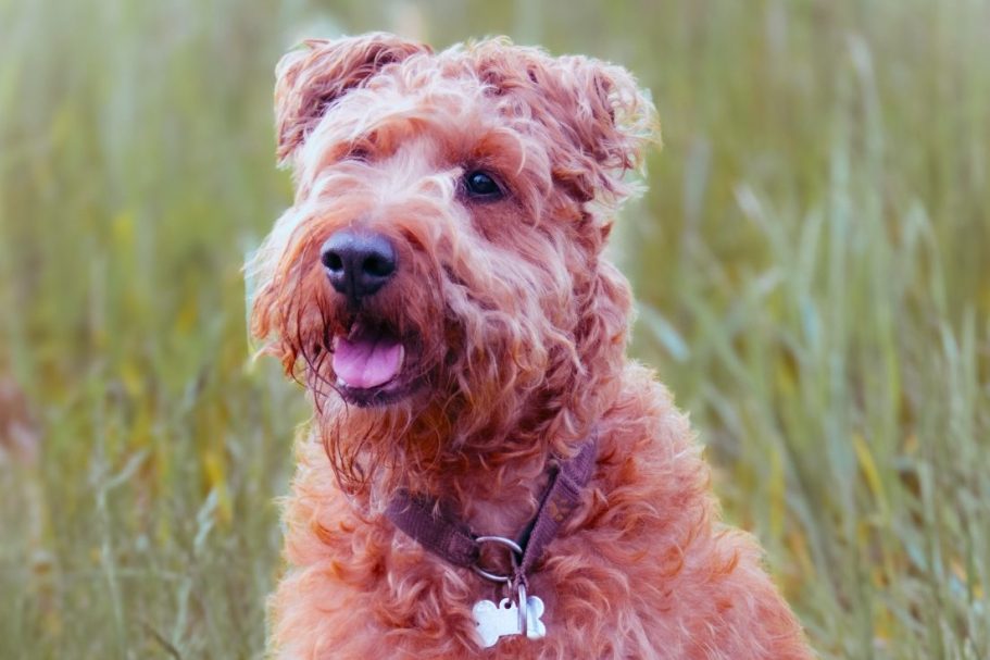 Longieren lernen mit Lenny‘s Lerntreff - Die freundliche Hundeschule mit Herz.
